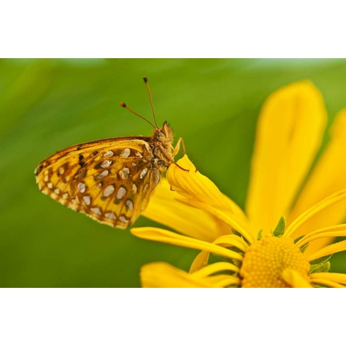 USA, Colorado Skipper butterfly on sunflower